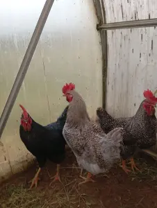 Маладыя пеўні