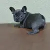 щенки французского бульдога