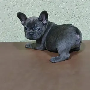 щенки французского бульдога
