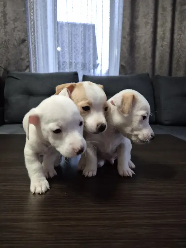 Щенки Джек-рассел-терьера