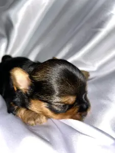 Щенок Йоркширского терьера. Бронь