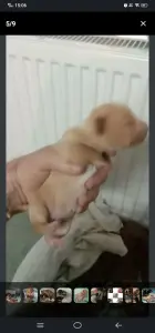 Щенки таксы ДАРОМ