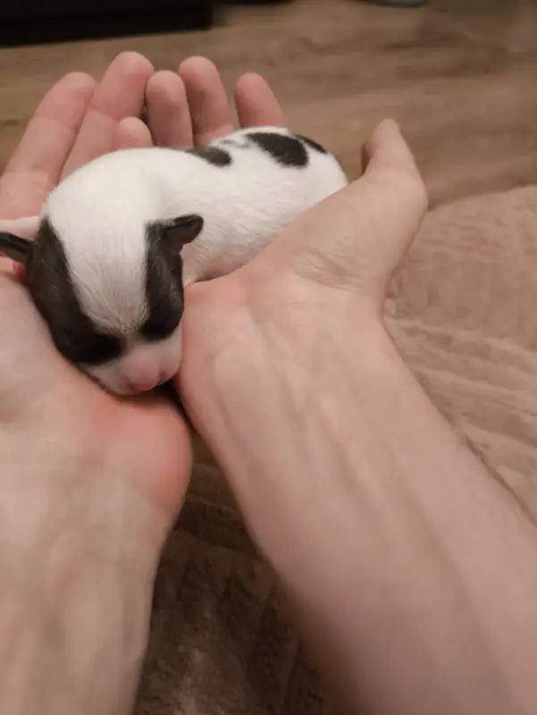 чихуахуа щенки