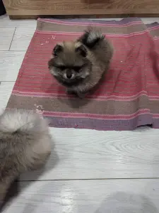 Девочки померанского шпица