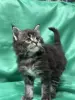 Мейн-Кун котята