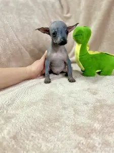 Щенки Ксолоитцкуинтли голой мексиканской собаки