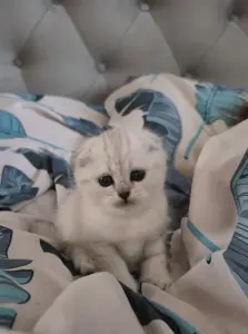 Шотландская вислоухая девочка