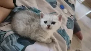 Шотландский прямоухий мальчик