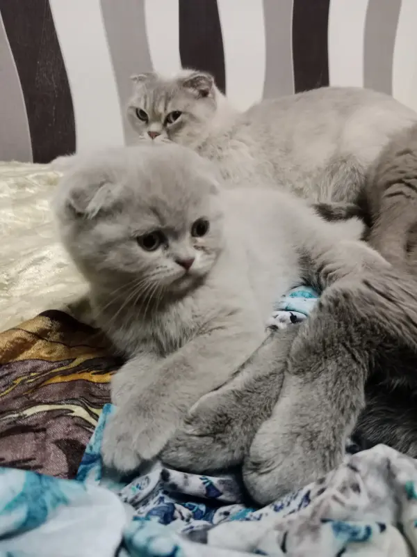 Котята шотландские