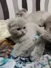Котята шотландские