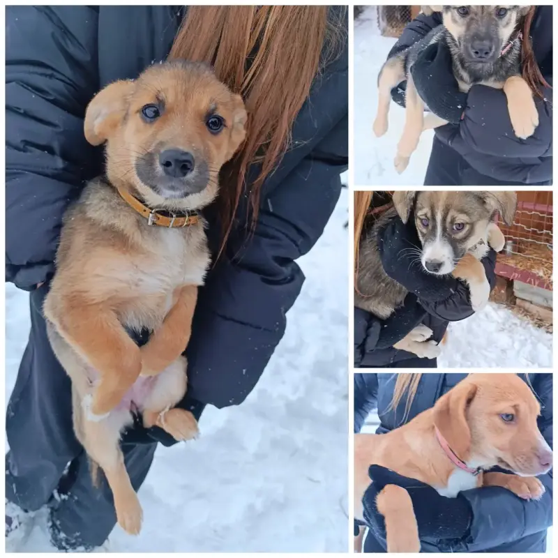 Щенкам срочно нужны дома