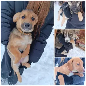 Щенкам срочно нужны дома