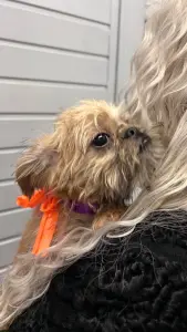 Брюссельский гриффон