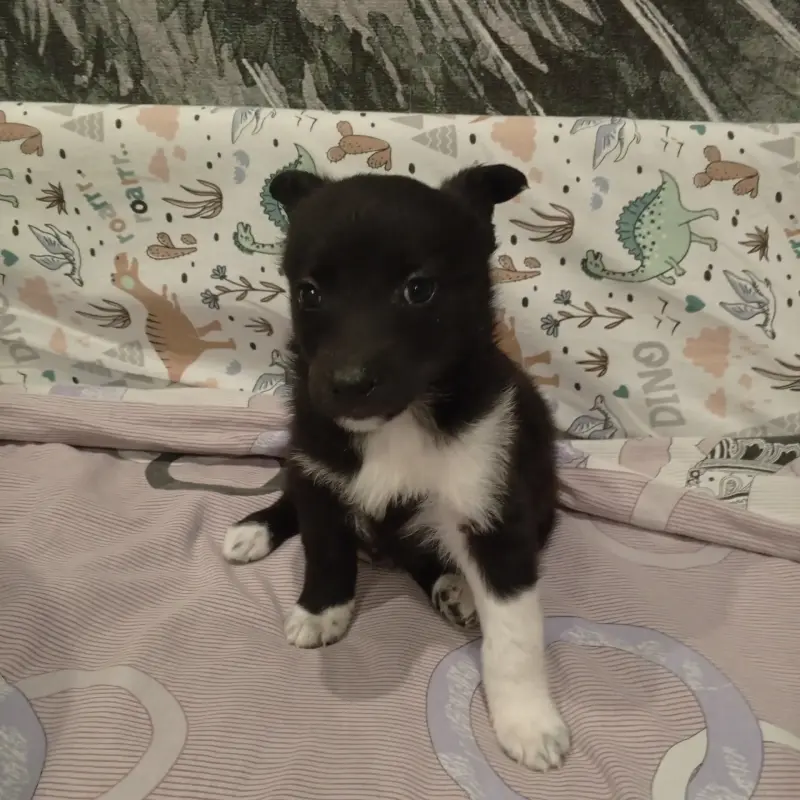 Щенки Лайки