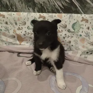 Щенки Лайки