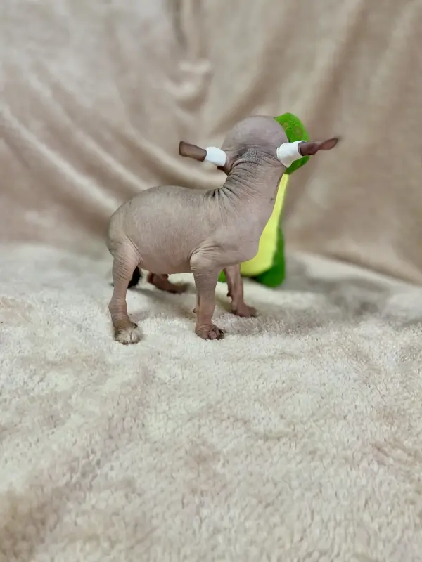 Щенки Ксолоитцкуинтли голой мексиканской собаки