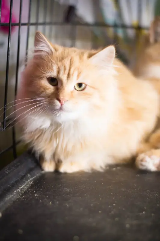 Котики в дар