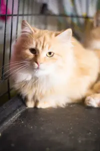 Котики в дар