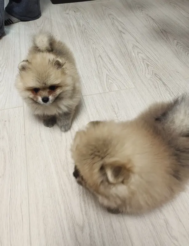 Щенки померанского шпица