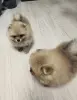 Щенки померанского шпица