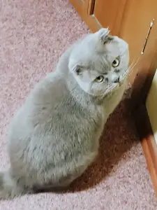 Василий - вислоухий лиловый кот