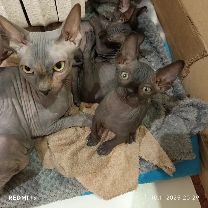 Котята сфинкс