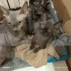 Котята сфинкс