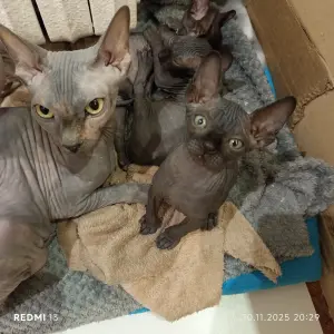 Котята сфинкс
