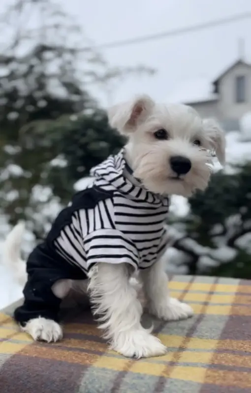 Щенки цвергшнауцера Мальчик