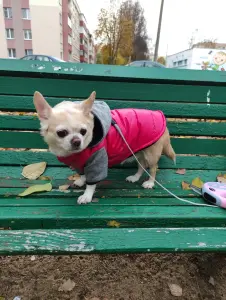 Одежда для собак малых размеров
