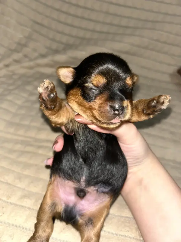Щенки Йоркширского терьера.Щенок Йорка. БРОНЬ