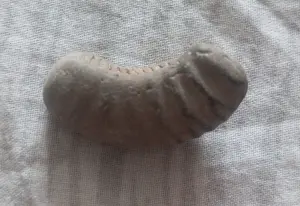 Окаменелости минералы.