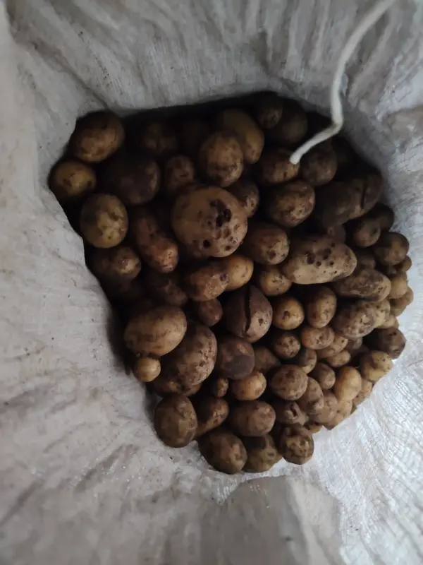 Картошка на корм для животных