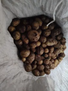 Картошка на корм для животных
