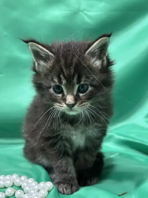 Мейн-Кун котята