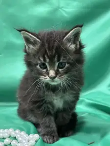 Мейн-Кун котята
