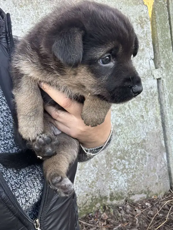 Щенки в дар