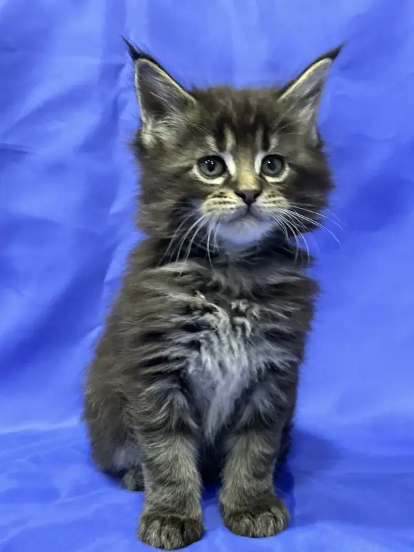 Мейн-Кун котята