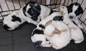 русский спаниель, рос щенки