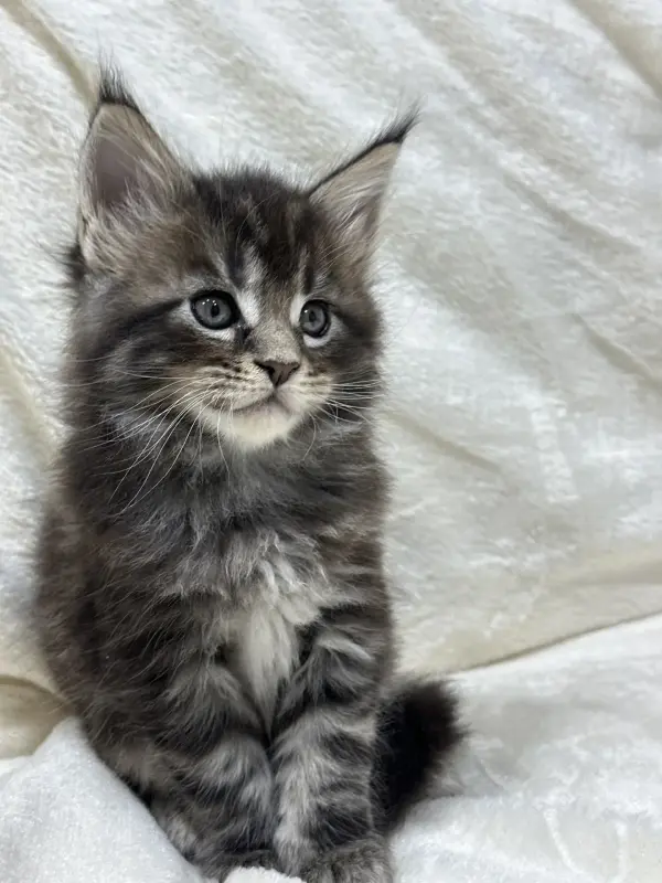 Мейн-Кун котята