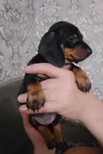 Продам щенков гладкошерстной стандартной таксы