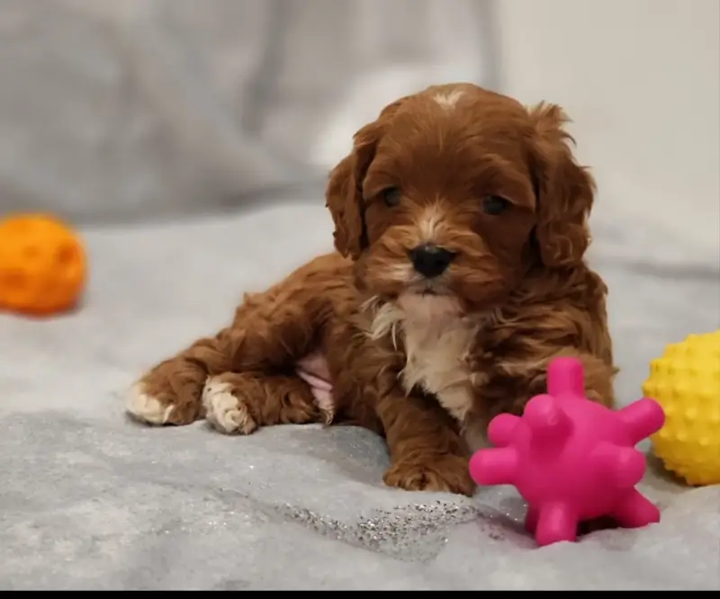 Мальтипу мальчик. Цена в рублях.