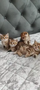 Шотландские котята