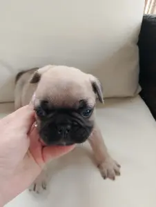 Французский бульдог