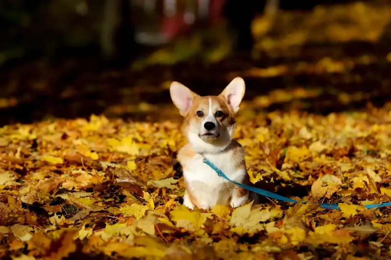 Вельш корги пемброк