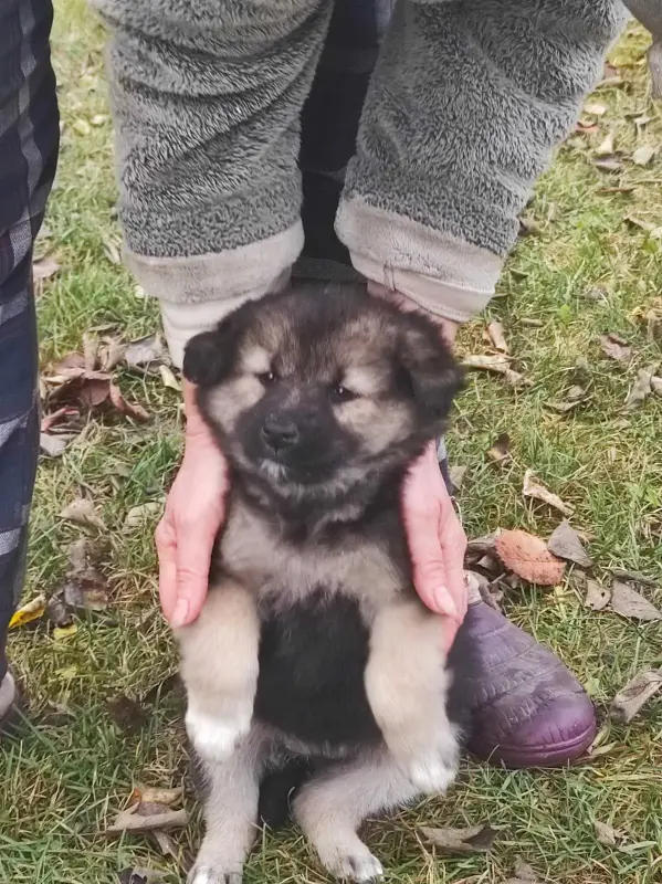 Щенки в дар