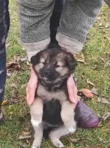 Щенки в дар