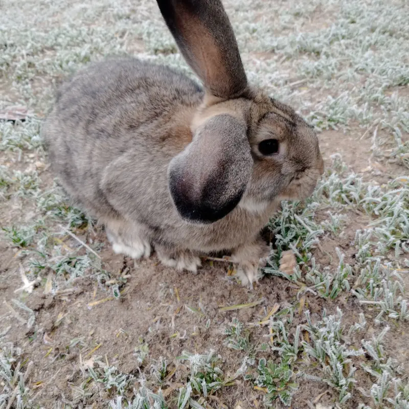 Кролик - Вся Беларусь - 220208 - Доска объявлений Kupika.by - Фото 3