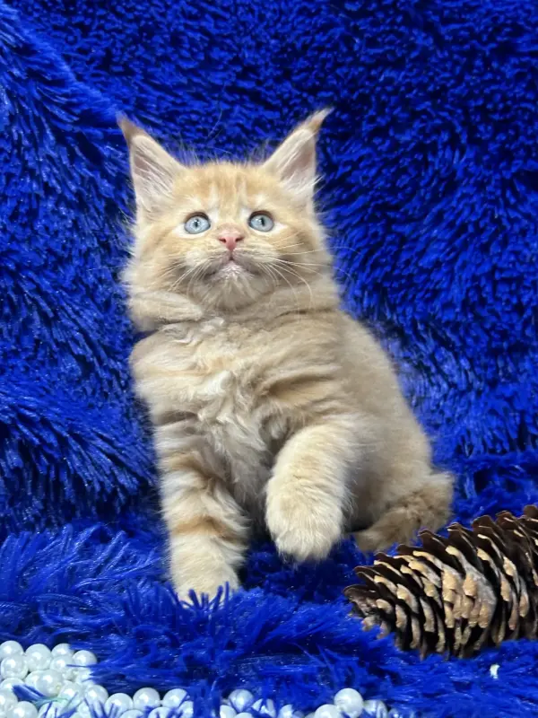 Мейн-Кун девочка