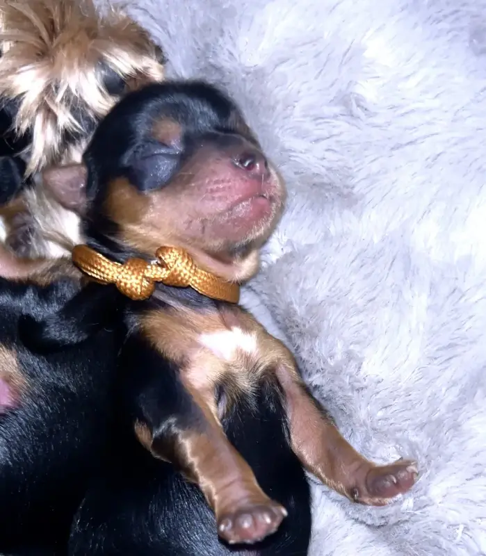 Щенки Йоркширского терьера. БРОНЬ